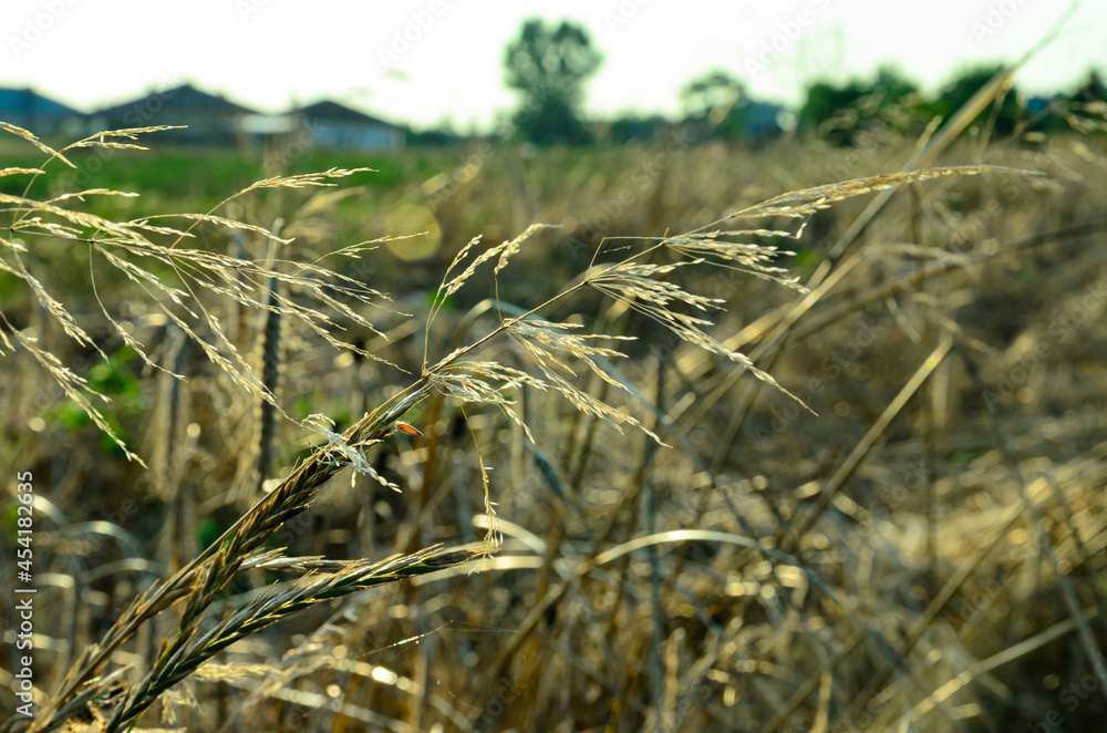 Fototapeta premium rye ears and dry grass in the wind