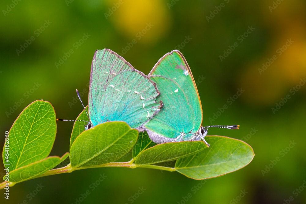 Callophrys rubi butterfly poses on flowers with greenish colors Callophrys rubi butterfly poses on flowers with greenish colors