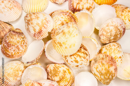 Set of seashells vasticardium elongatum. White with mottled brown-yellow color. Rounded elongated shape. Scattering.