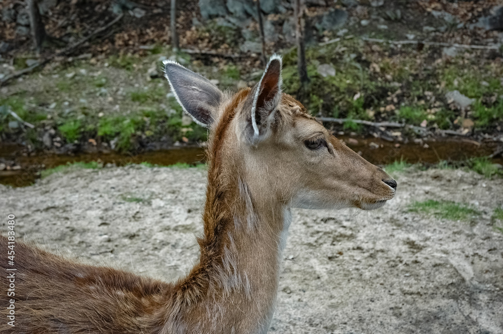 Elk wondering in the canadian wilderness.