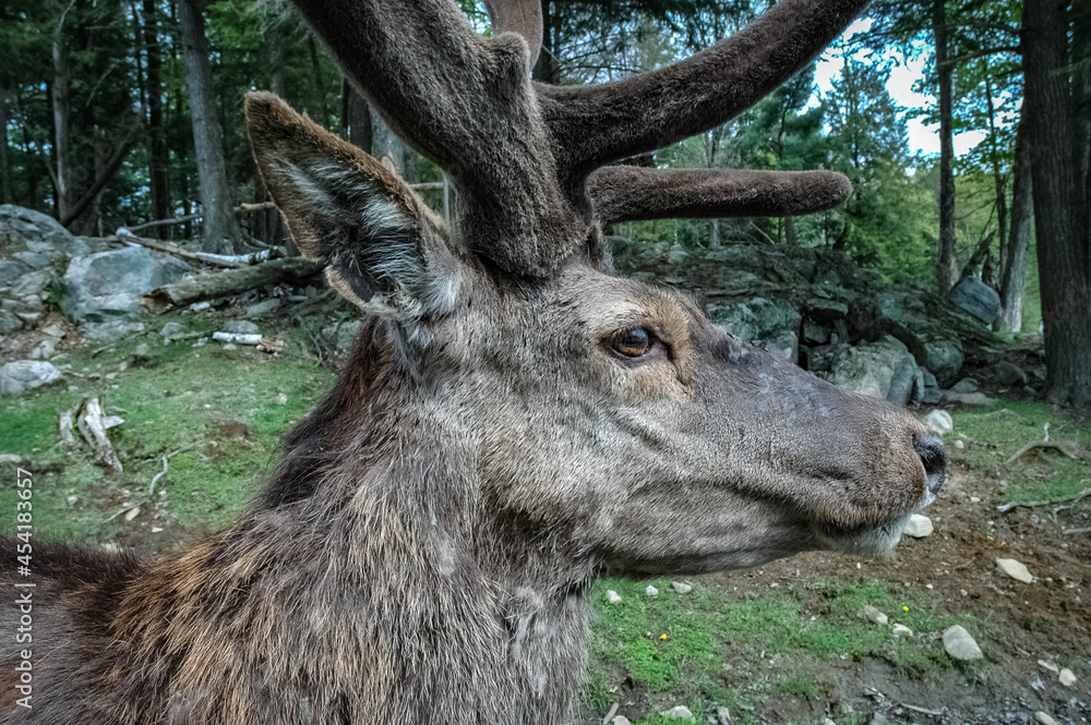Fototapeta premium Elk wondering in the canadian wilderness.
