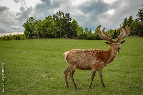 Elk wondering in the canadian wilderness.