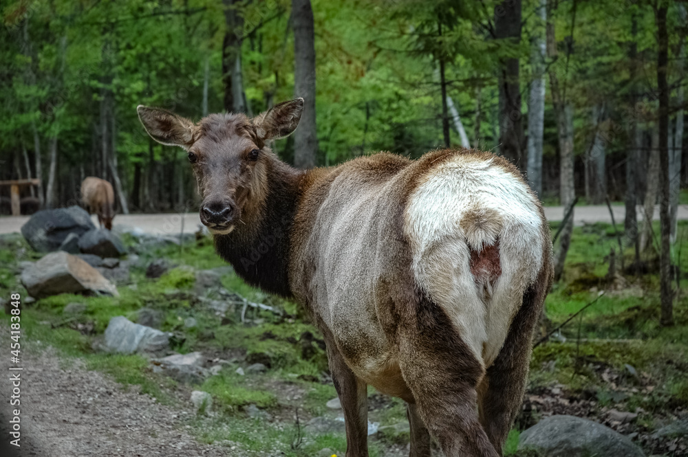 Elk wondering in the canadian wilderness. Elk wondering in the canadian wilderness.