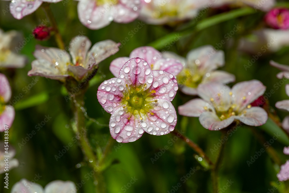 Blossom saxifraga flowers with raindrops on a spring day macro photography. Garden rockfoils flower with water drops on a bright pink petals in springtime. Saxifrage plant floral background. Blossom saxifraga flowers with raindrops on a spring day macro photography. Garden rockfoils flower with water drops on a bright pink petals in springtime. Saxifrage plant floral background.