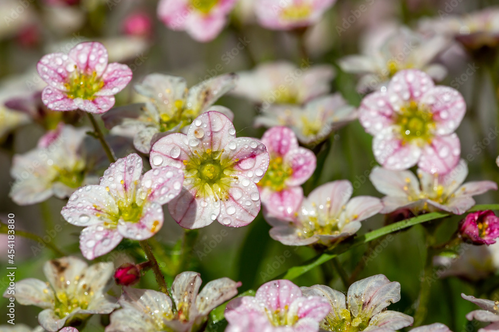 Blossom saxifraga flowers with raindrops on a spring day macro photography. Garden rockfoils flower with water drops on a bright pink petals in springtime. Saxifrage plant floral background.