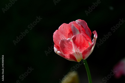 Blossom bicolor tulip flower on a dark green background on a summer day macro photography. Garden tulip with pink-white petals in springtime close-up photography. 