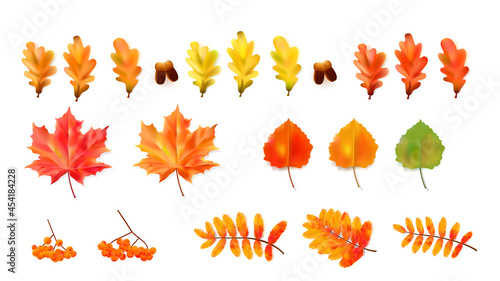 Realistic colorful leaves. Vector template.
