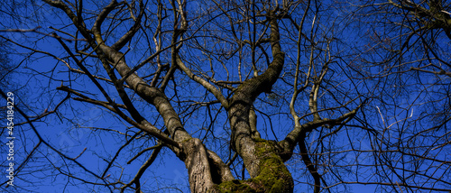 Branches of old oak trees, view from below, blue sky on background