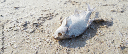 dead fish on hot sand, global warming, climate change
