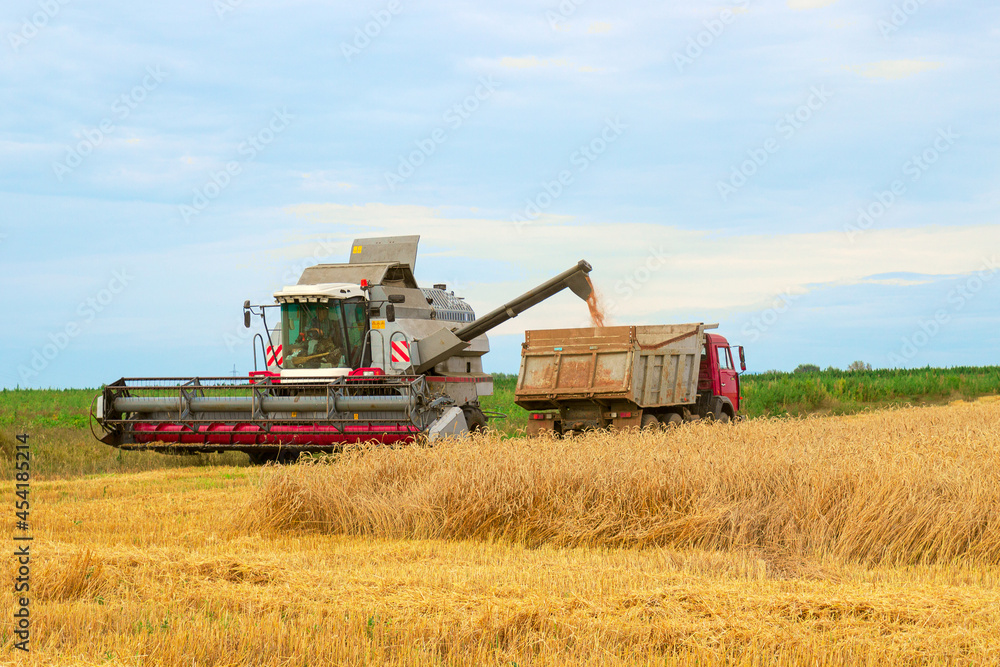 Fototapeta premium Harvester combine harvesting wheat and pouring it into dump truck during wheat harvest at the end of summer. Concept of a rich harvest. Farming agricultural background.