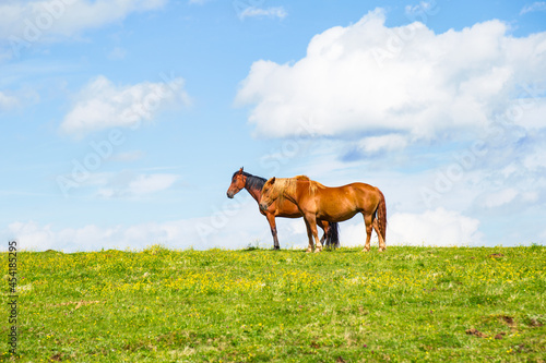 Horses in the Prairie