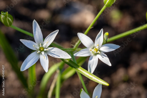 Two blooming ornithogalum umbellatum flowers on a summer sunny day macro photography. Garden grass lily flower with white petals in summertime close-up photography. 
