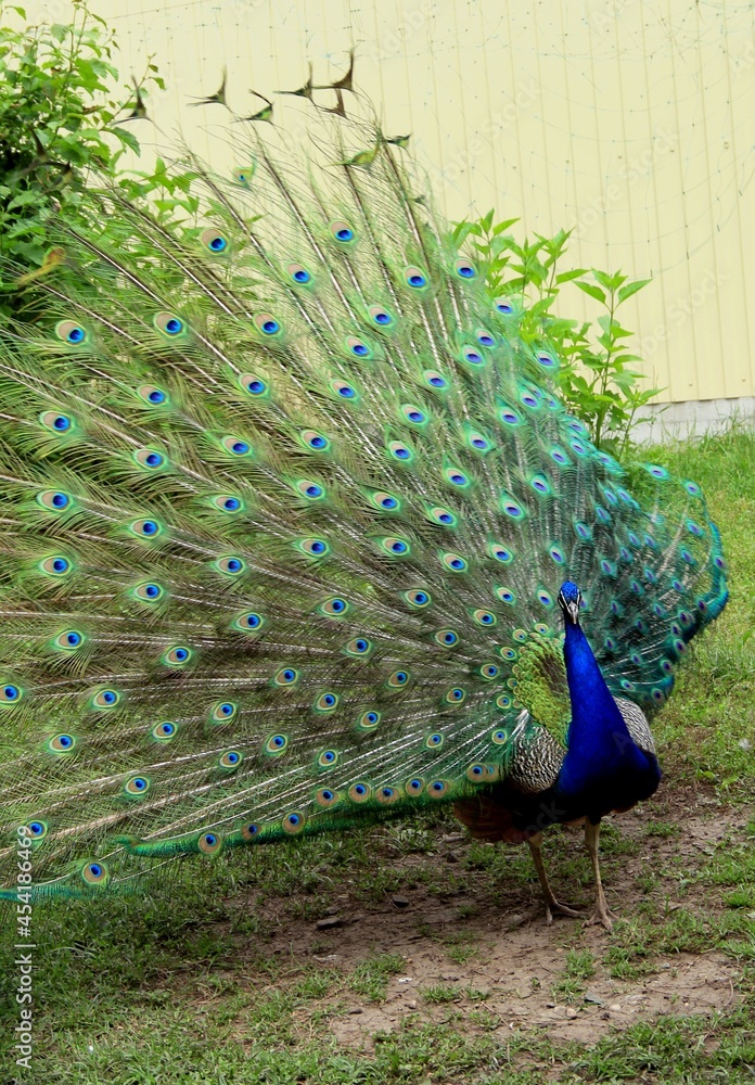 Obraz premium peacock with feathers out