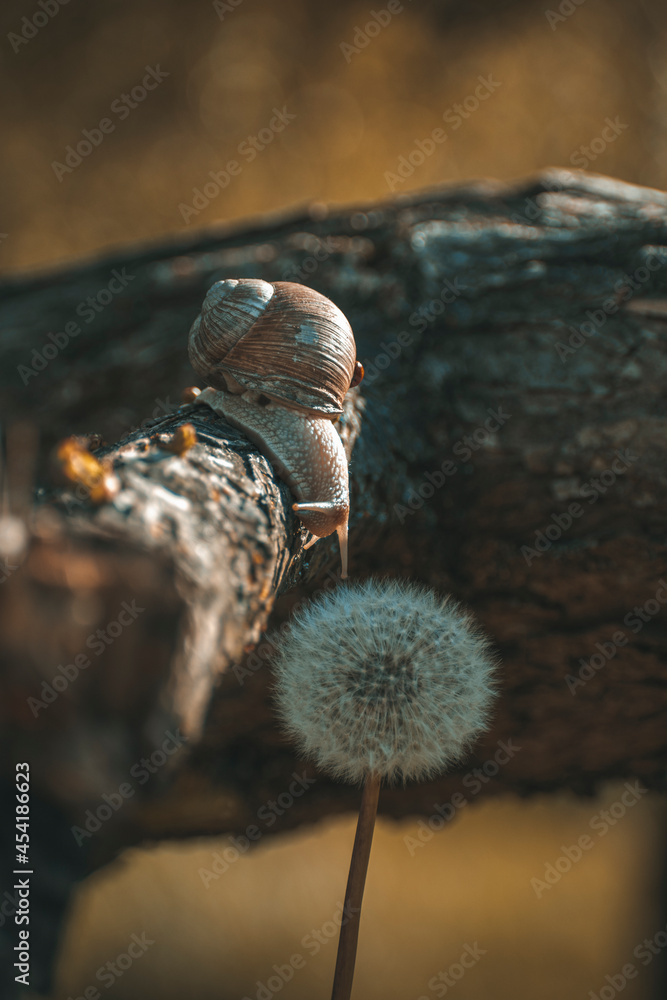 big snail and Ladybird beetle on a branch