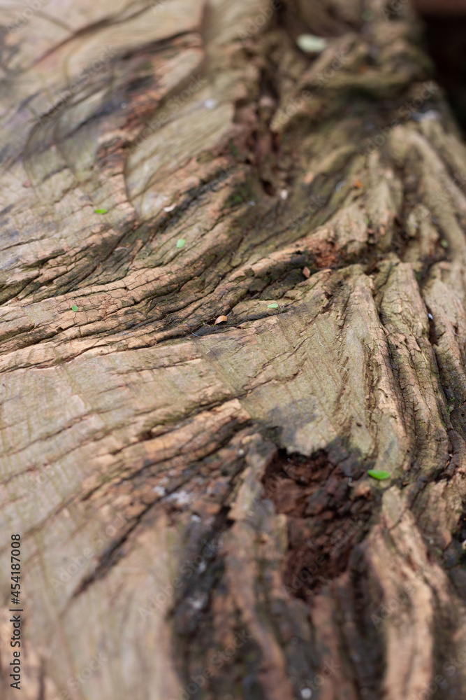 bark of a tree bark of a tree