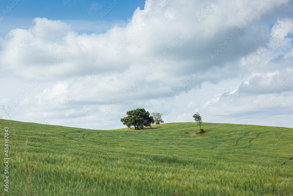 Tree on the meadow Tree on the meadow
