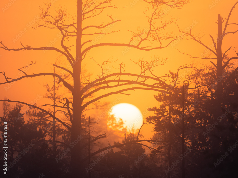 Stunning sunrise over a pine forest
