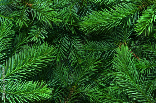 Fototapete Background of pine tree branches. Nature concept.