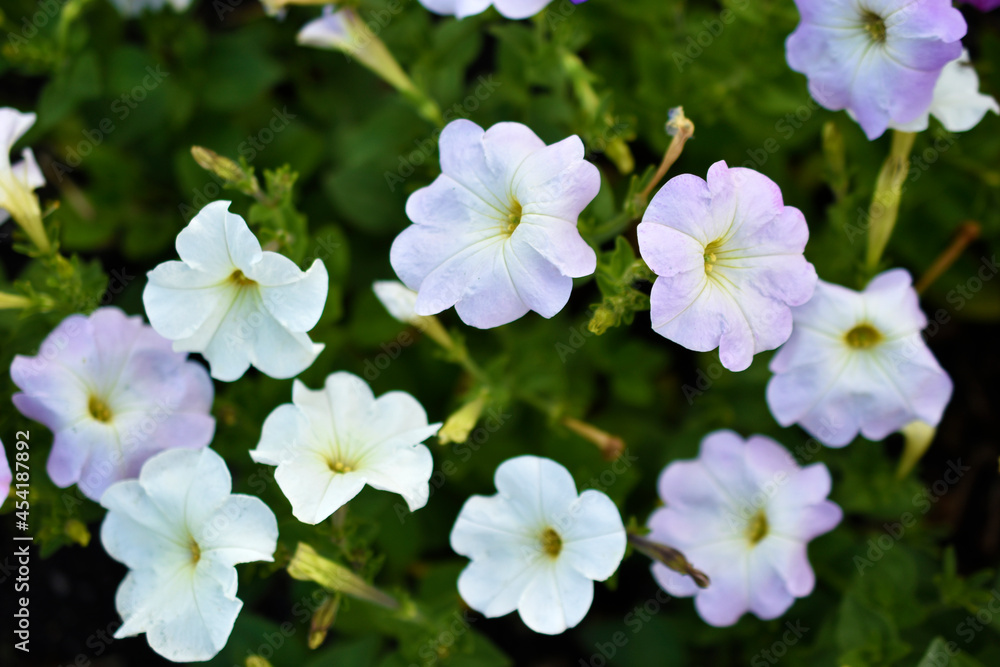 Obraz premium White red and blue flowers of petunia solanaceae close up on the garden bed