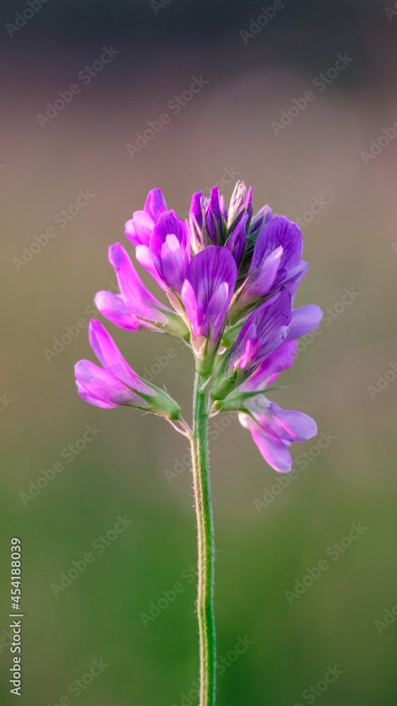 Fototapeta premium alfalfa