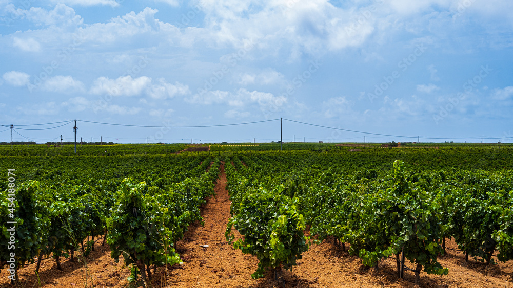 large vineyard in Sicily, Italy. barren ground and green plants.