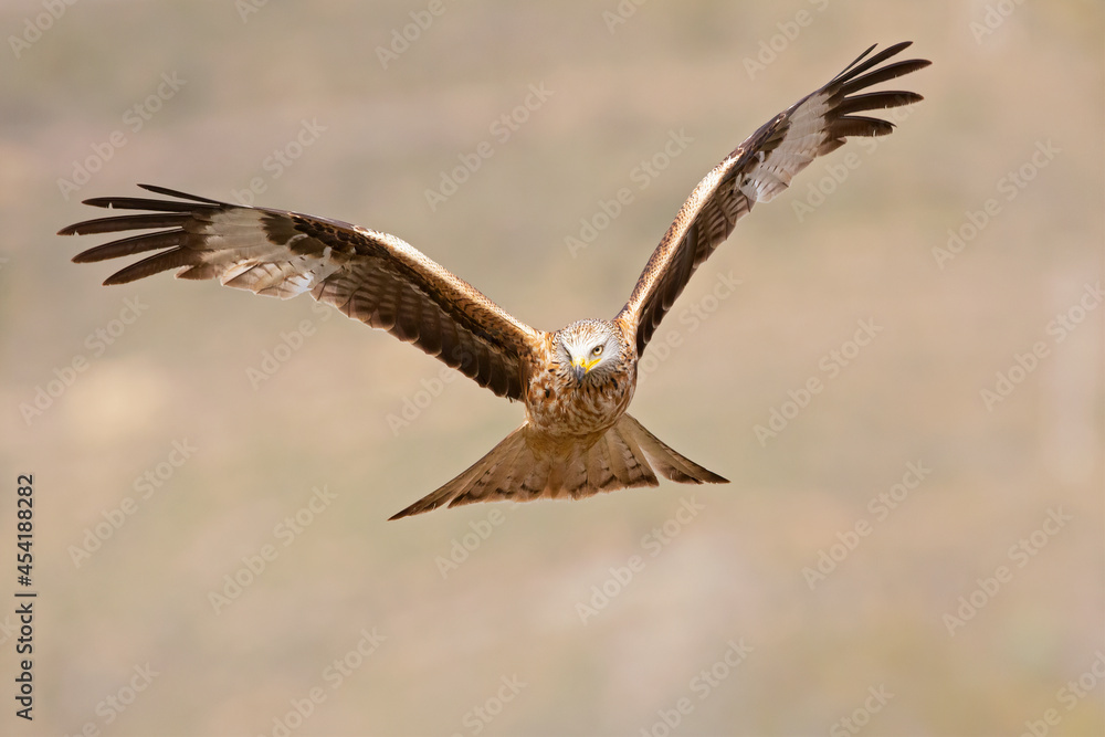 A red kite (Milvus milvus) in flight. A red kite (Milvus milvus) in flight.