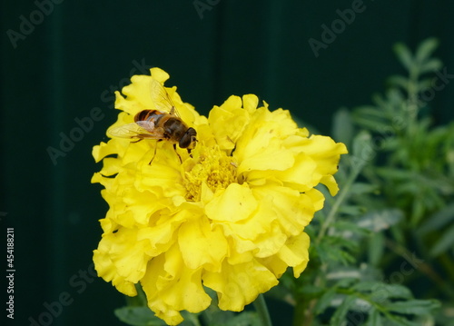bee sitting on a yellow flower macro close up