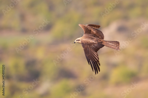 A black kite (Milvus migrans) in flight. © Bouke