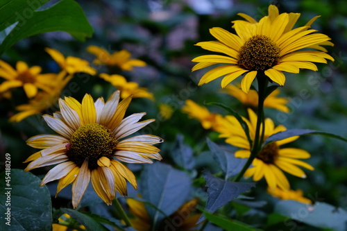 yellow flower fading to white close up
