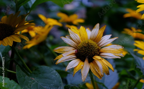 yellow flower fading to white close up
