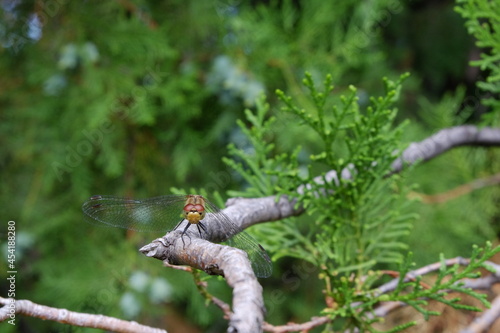 dragonfly on a branch of a coniferous tree close-up macro