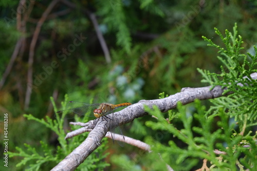 dragonfly on a branch of a coniferous tree close-up macro