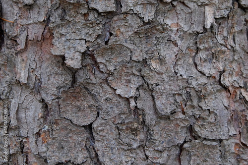 Coniferous bark texture close-up 
