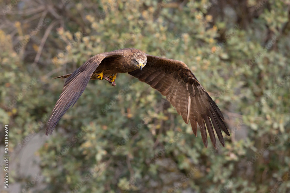 A black kite (Milvus migrans) in flight. A black kite (Milvus migrans) in flight.