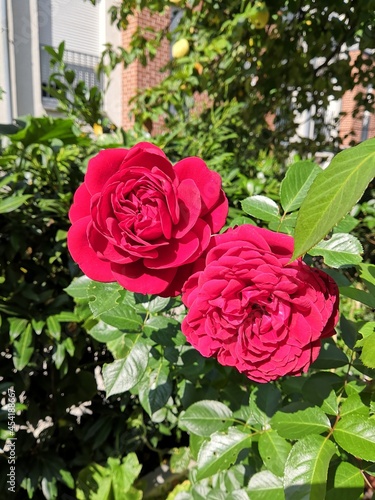 Pair of roses in suburban garden