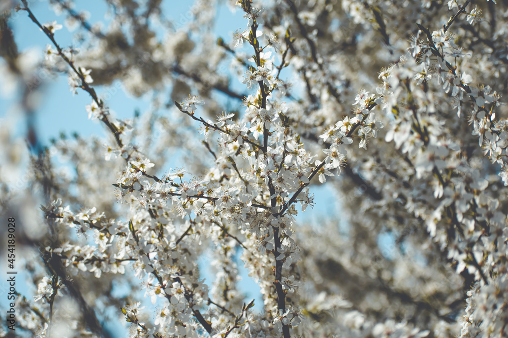 blooming spring tree with white flowers