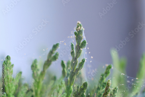 Close up shot of spider mite colony . Tetranychus urticae photo