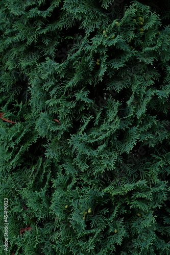 texture of dark green needles close up

