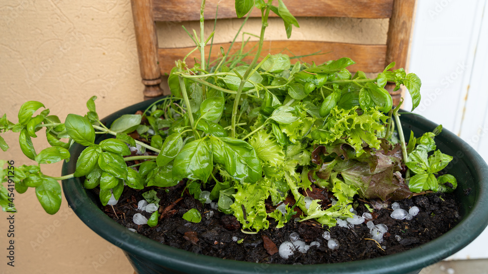 Devastating hailstorm, midsummer. Close-up of an aromatic plant pot, hit by hail Devastating hailstorm, midsummer. Close-up of an aromatic plant pot, hit by hail