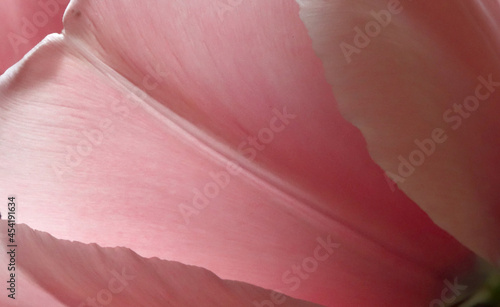 Pink tulip, background.