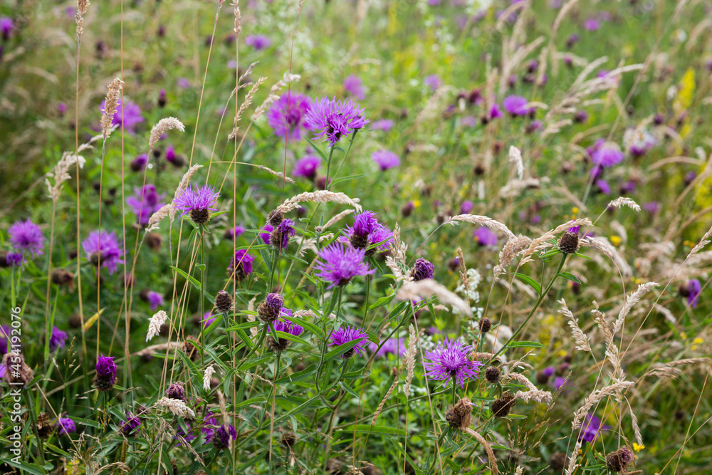 Naklejka premium Wild Meadow 