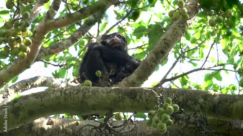 Chimpanzee eating a fruit in the Kibale forest. Ape sit on top of tree. Safari in the Uganda. 