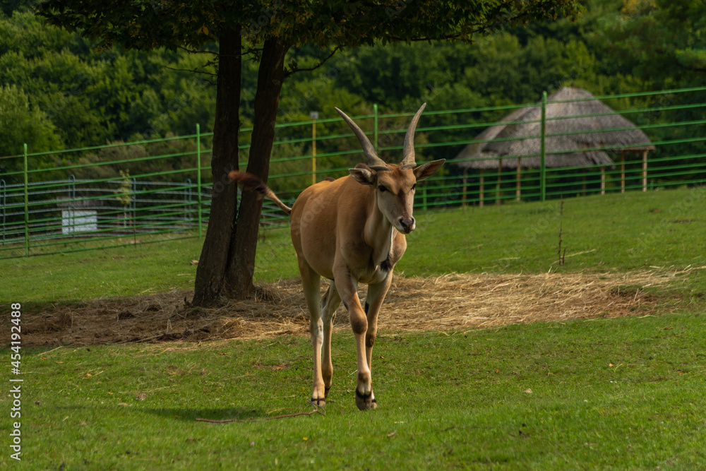Big antelope with horns on green grass meadow in summer sunny day Big antelope with horns on green grass meadow in summer sunny day