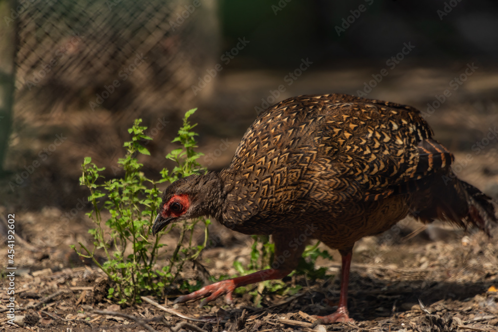 Fototapeta premium Birds in ZOO in cages in summer hot sunny day