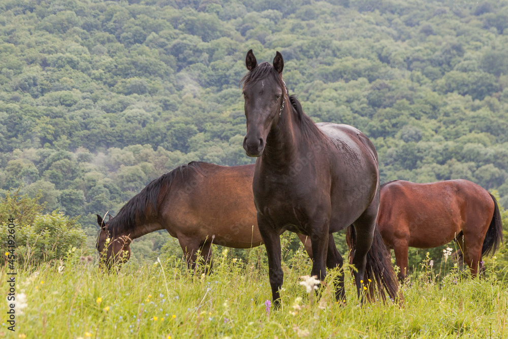 Three horses graze in a pasture in the mountains among green grass. The concept of cattle breeding. Three horses graze in a pasture in the mountains among green grass. The concept of cattle breeding.