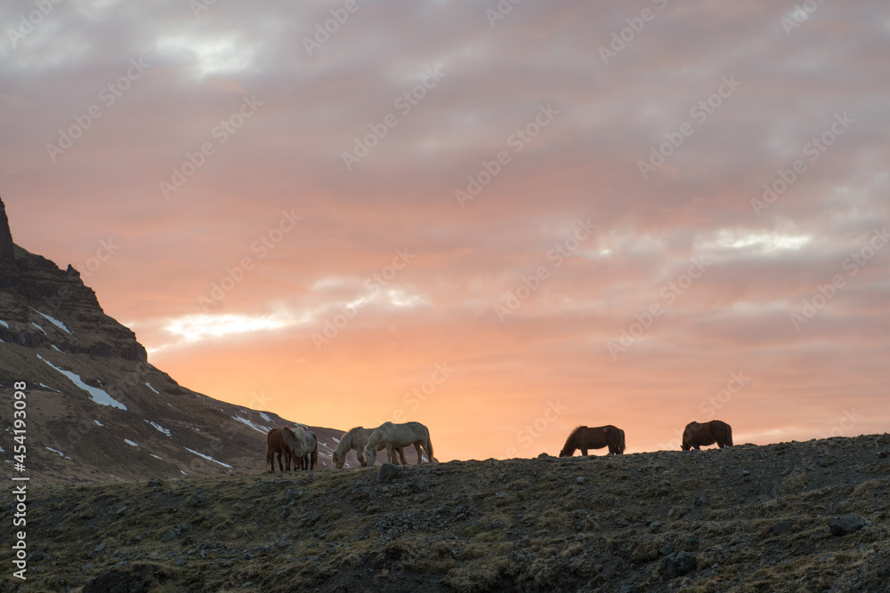 Icelandic Horse
Sunset