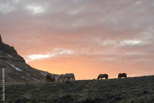 Icelandic Horse Sunset