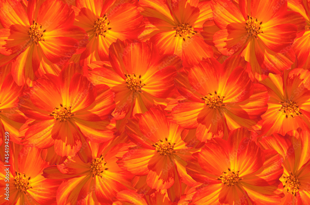 Bright beautiful floral background of bright red orange Cósmos flowers close-up