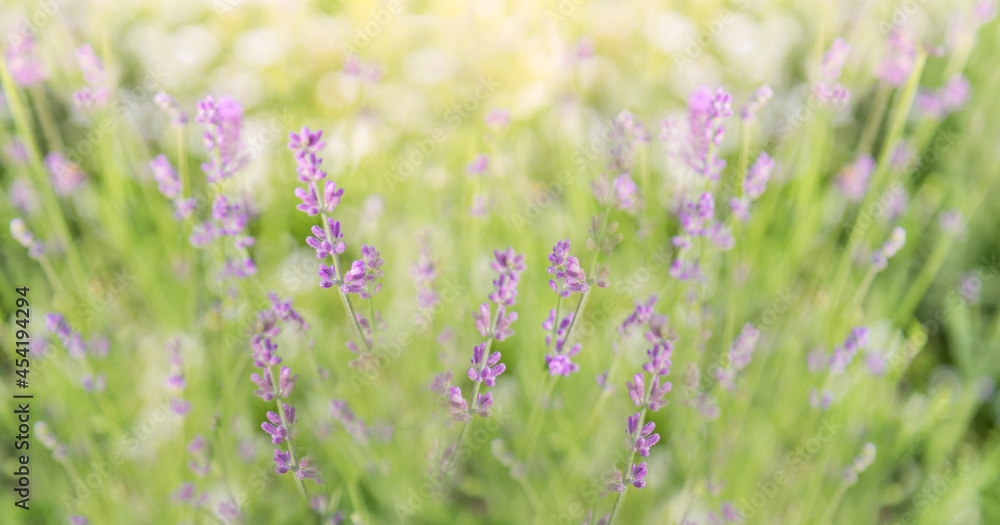 Obraz premium Young shoots of lavender in bloom. Summer.beautiful background. Selective focus