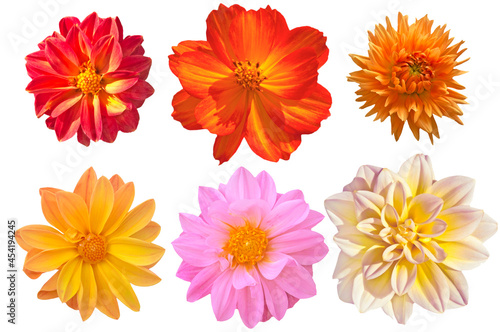 Six bright beautiful different flowers close up on white isolated background